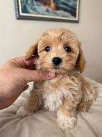 Premium maltipoo f1 reutje micro, Poedel, Particulier, Rabiës (hondsdolheid), Reu