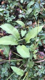 Diverse tuinplanten inheems en kruiden, Tuin en Terras, Ophalen of Verzenden, Overige soorten, Halfschaduw