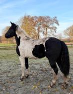 Mooie grote Barock Pinto merrie vol papier bijna 2 jaar, Dieren en Toebehoren, Paarden, Merrie, Dressuurpaard, 0 tot 2 jaar, 160 tot 165 cm