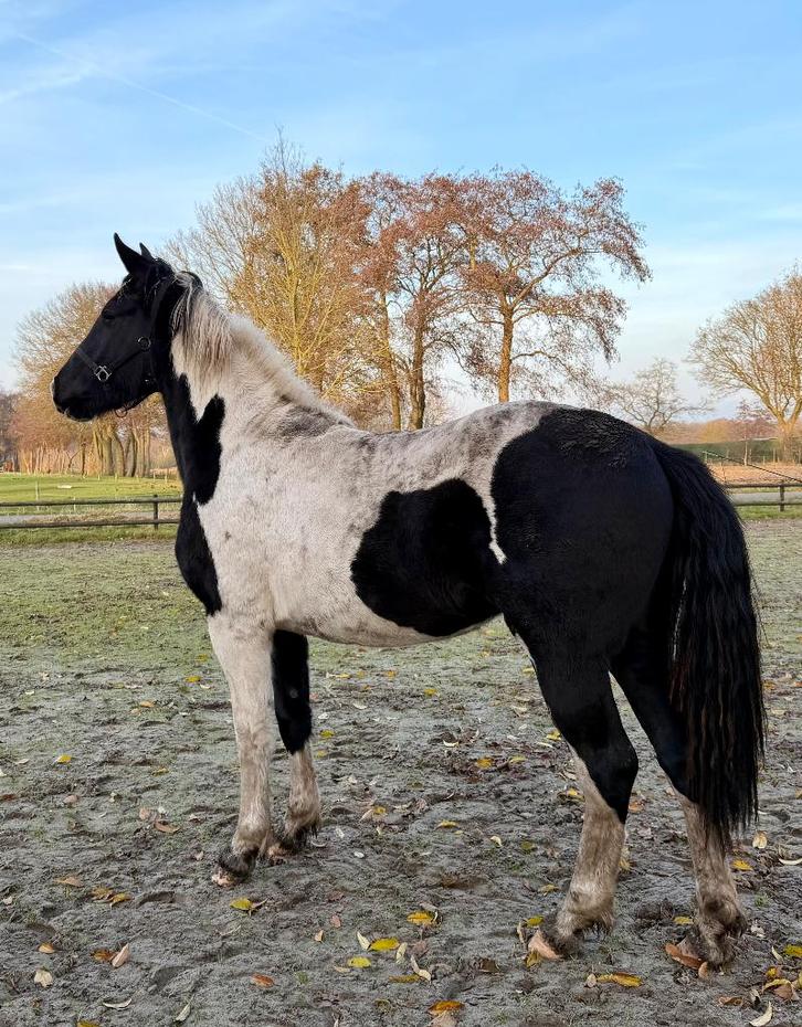 Mooie grote Barock Pinto merrie vol papier bijna 2 jaar, Dieren en Toebehoren, Paarden, Merrie, Onbeleerd, 160 tot 165 cm, 0 tot 2 jaar