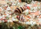 Helena slakken - Anentome Helena slaketende slak, Dieren en Toebehoren, Vissen | Aquariumvissen, Slak of Weekdier, Zoetwatervis