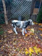 Tuinbeeld polyester kalf, Tuin en Terras, Ophalen, Kunststof