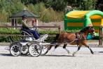 super Welsh A menpony ruin en Welsh B ruin, Ruin, Gechipt, B pony (1.17m tot 1.27m), 11 jaar of ouder