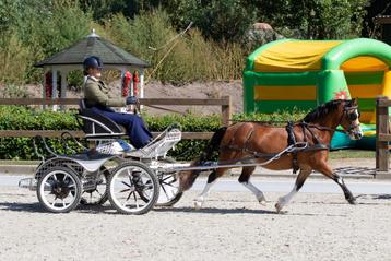 super Welsh A menpony ruin en Welsh B ruin beschikbaar voor biedingen