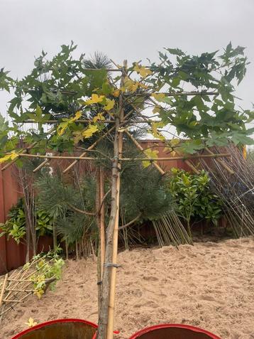 Lei Liquidambar op 160 of 180 of 200 geleid beschikbaar voor biedingen
