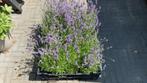 Lavendel - 2 kratten, Volle zon, Vaste plant, Zomer, Ophalen