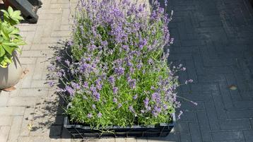 Lavendel - 2 kratten beschikbaar voor biedingen