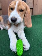 Beagle, Beagle, Rabiës (hondsdolheid), Reu, 8 tot 15 weken