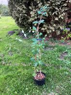 Kamperfoelie plant, Ophalen, Vaste plant, Klimplanten