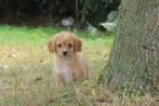 Schattige Kleine Doodle pups, Dieren en Toebehoren, Honden | Chihuahua's en Gezelschapshonden, Poedel, Nederland, CDV (hondenziekte)