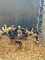 TE KIOP VERSCHILLENDE SOORTEN KUIKENS, Dieren en Toebehoren, Pluimvee, Geslacht onbekend, Kip