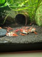 Rode vuur garnalen mix, Dieren en Toebehoren, Vissen | Aquariumvissen, Kreeft, Krab of Garnaal
