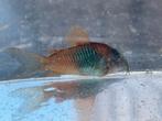 Osteogaster (Corydoras) Venezuelanus, Dieren en Toebehoren, Vissen | Aquariumvissen, Vis, Zoetwatervis