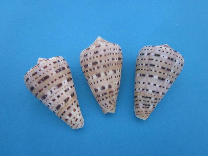 Schelpen: Conidae, Verzamelen, Mineralen en Fossielen, Schelp(en), Verzenden