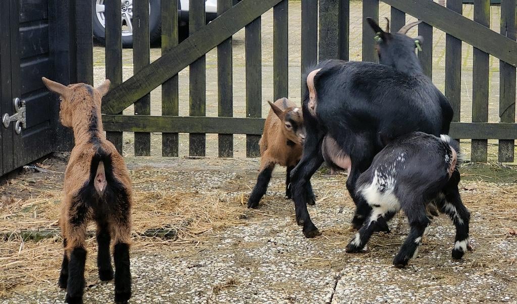 dwerggeiten, Dieren en Toebehoren, Schapen, Geiten en Varkens, Meerdere dieren, Geit, 0 tot 2 jaar