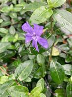 Vinca minor ,  maagdenpalm . € 1,00, Tuin en Terras, Ophalen, Bodembedekkers, Vaste plant, Halfschaduw