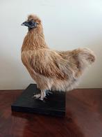 Taxidermie opgezette vogel, Verzamelen, Dierenverzamelingen, Nieuw, Opgezet dier, Vogel, Ophalen of Verzenden