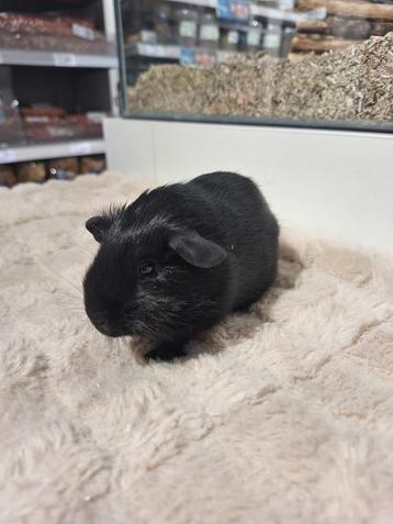 Cavia zeugjes 4 st super super lief.  beschikbaar voor biedingen