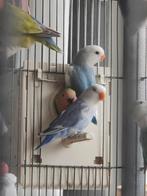 Jonge agapornis rosecollie, Dieren en Toebehoren, Vogels | Parkieten en Papegaaien, Geslacht onbekend, Dwergpapegaai of Agapornis