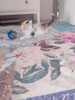 Hele schattige kitten  tekoop  geboren op 16 mei 2025, Dieren en Toebehoren, Katten en Kittens | Raskatten | Korthaar