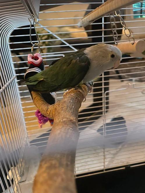 Agapornis cana, Dieren en Toebehoren, Vogels | Parkieten en Papegaaien, Dwergpapegaai of Agapornis, Geslacht onbekend, Tam, Geringd