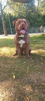 Bully xl / Niet Te koop  hij is dekreu, Dieren en Toebehoren, Honden | Dekreuen, Rabiës (hondsdolheid), Reu, 1 tot 2 jaar, Eén hond