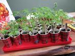 Moestuin plantjes o.a. tomaat, paprika, spruit, doperwt, Tuin en Terras, Planten | Tuinplanten, Zomer, Ophalen of Verzenden, Groenteplanten