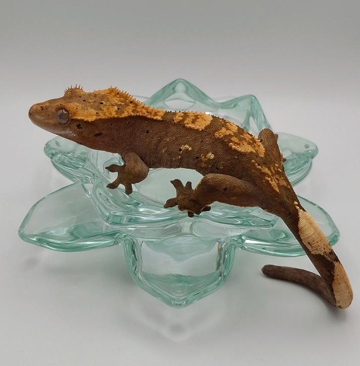 13 jonge wimpergekko's/crested geckos, diverse morphs/ouders