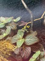 Dendrobates Leucomelas, Dieren en Toebehoren, Reptielen en Amfibieën, Amfibie, 0 tot 2 jaar