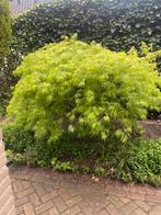 Japanse esdoorn, Bloeit niet, Halfschaduw, 100 tot 250 cm, Overige soorten