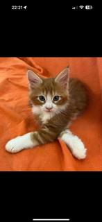 Rode Maine Coon poesjes – kleine leeuwinnetjes vol liefde!, Dieren en Toebehoren, Katten en Kittens | Raskatten | Langhaar, Meerdere dieren