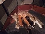 kittens te koop, Meerdere dieren, 0 tot 2 jaar