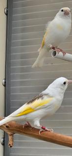 Majoor Putter pop egelhad Fawrken van 2025, Dieren en Toebehoren, Vogels | Kanaries, Vrouwelijk, Bastaard