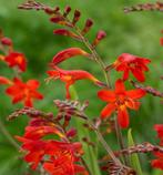 Vaste plantenstekken, Tuin en Terras, Ophalen, Zomer, Overige soorten, Volle zon