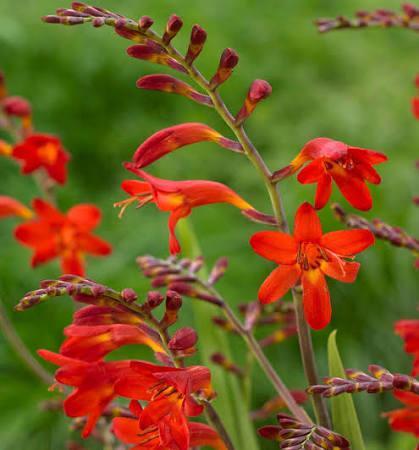 Vaste plantenstekken, Tuin en Terras, Planten | Tuinplanten, Overige soorten, Volle zon, Zomer, Ophalen