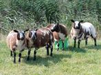 Te koop bonte ooilammeren, Dieren en Toebehoren, Schapen, Geiten en Varkens, Mannelijk, Schaap
