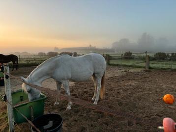 Paardenstal in de Purmer met Purmerbos nabij pensionstalling beschikbaar voor biedingen