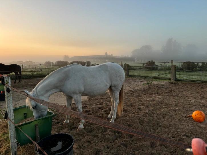 Paardenstal in de Purmer met Purmerbos nabij pensionstalling, Dieren en Toebehoren, Stalling en Weidegang, Opfok, Stalling, Weidegang