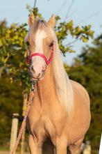 Prachtige palomino WelshA merrie, Dieren en Toebehoren, Pony's, Merrie, Gechipt, 0 tot 2 jaar, A pony (tot 1.17m)