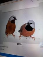 Gevraagd/ gezocht koppel GORDELGRASVINKEN, Meerdere dieren