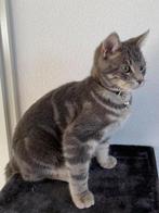 vermiste kat vermiste dieren, Dieren en Toebehoren, Katten en Kittens | Overige Katten, Kater, Kortharig, 3 tot 5 jaar