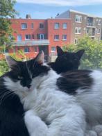 Nieuw thuis gezocht voor duo Mimi & Spargo, Poes, Gechipt, 3 tot 5 jaar