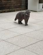 Schattige scottish fold/Britse korthaar, Dieren en Toebehoren, Poes