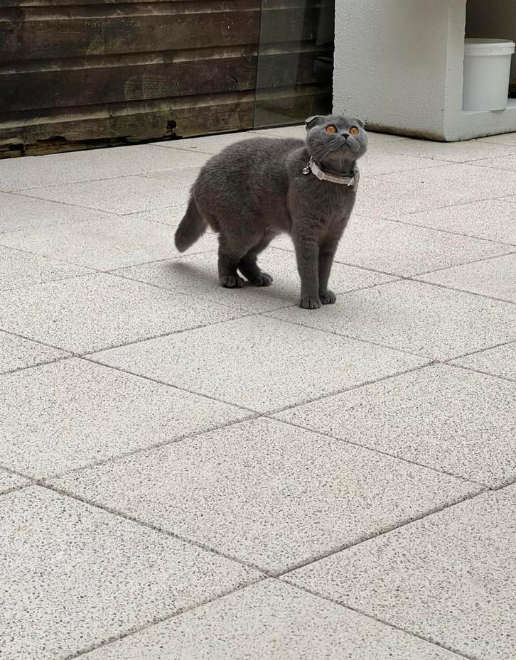 Schattige scottish fold/Britse korthaar, Dieren en Toebehoren, Katten en Kittens | Raskatten | Korthaar, Poes