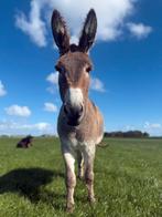 Prachtige  ezel, Dieren en Toebehoren, Pony's, Ruin, B pony (1.17m tot 1.27m), Gechipt, 7 tot 10 jaar