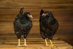 Barnevelder groot | Jonge dieren | Passend advies, Dieren en Toebehoren, Pluimvee, Meerdere dieren, Kip