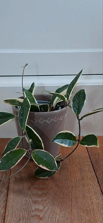 Hoya Carnosa Stek - 50+ cm beschikbaar voor biedingen