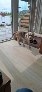 Gezocht honden oppas, 6 jaar of ouder, Teef, Eén hond, Middel