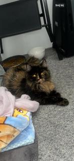 Gouden mandje gezocht, Dieren en Toebehoren, Katten en Kittens | Raskatten | Korthaar, Poes