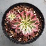 Aeonium Suzaku, Vetplant, Ophalen of Verzenden, Minder dan 100 cm, Volle zon